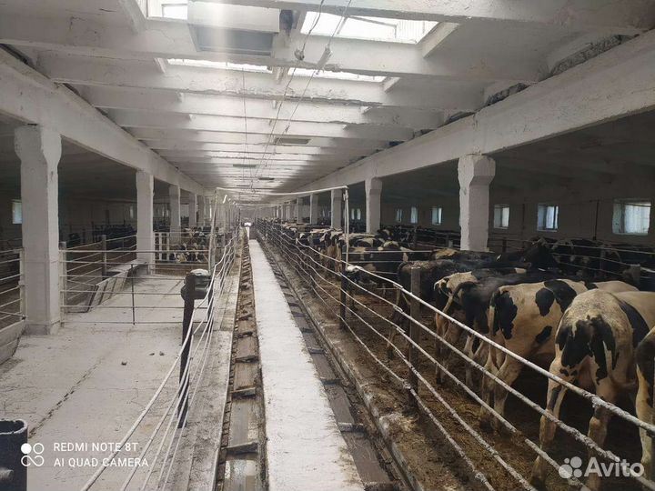 Побелка известью(дезинфекция)