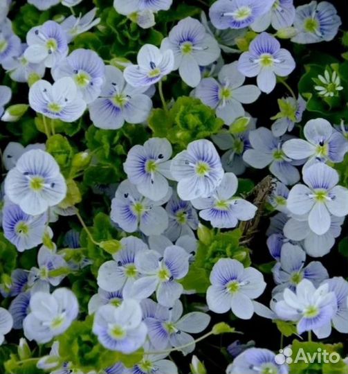 Вероника нитевидная 3 цвета