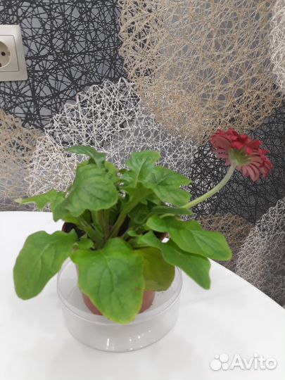 Гербера комнатная