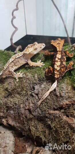 Реснитчатый бананоед