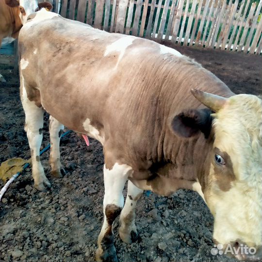 Продажа крс обмен на овец