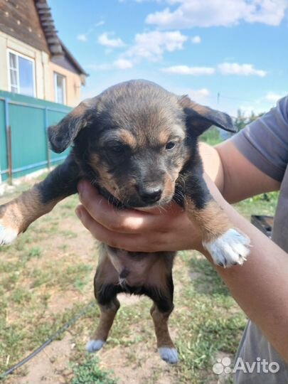 Карликовый пинчер