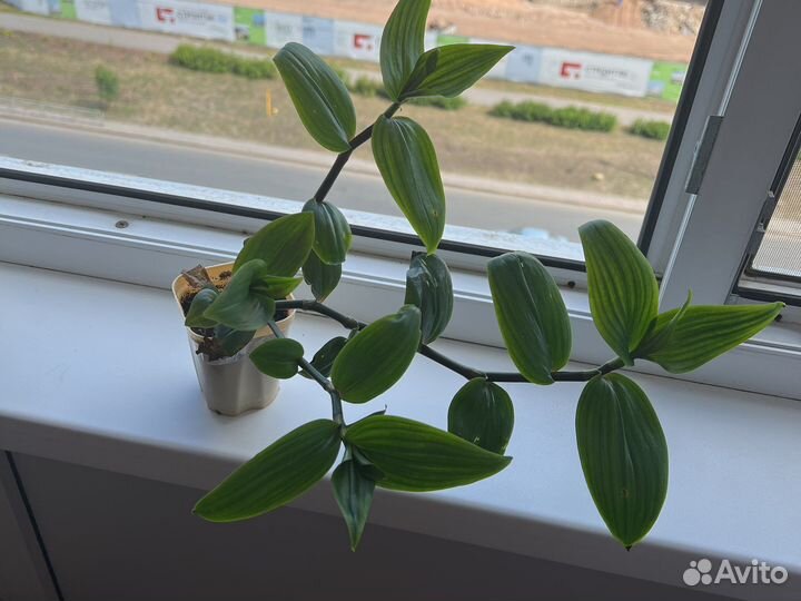 Традесканция застенчивая невеста