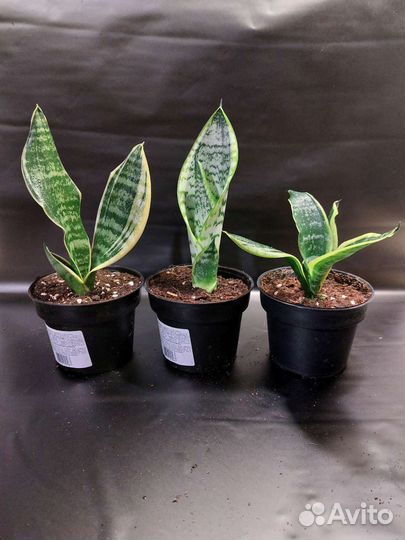 Комнатные растения Сансевиерия Футура Суперба