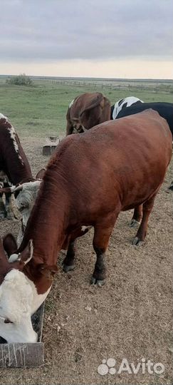 Стадо коров, быки, тёлки,телята. Овцы