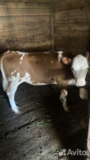 Телята телочки