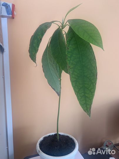 Авокадо дерево