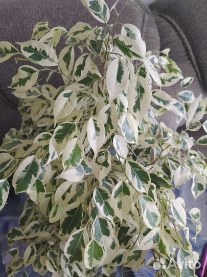 Фикус Бенджамина