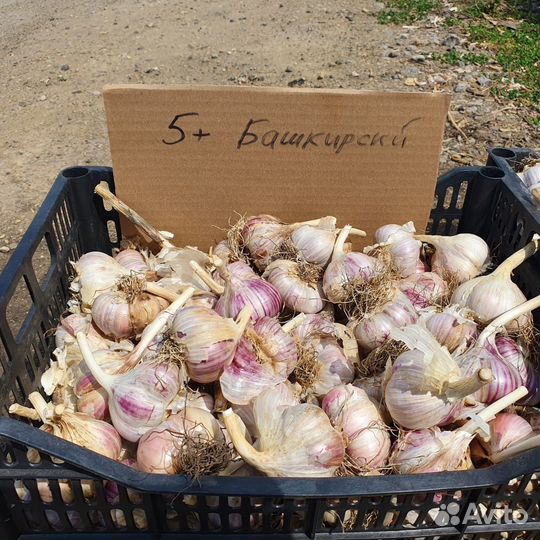 Семена чеснока 