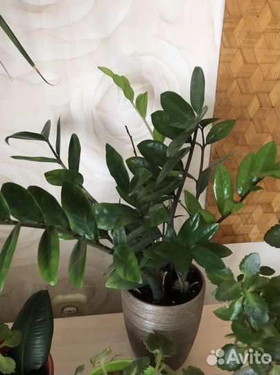 Замиокулькас