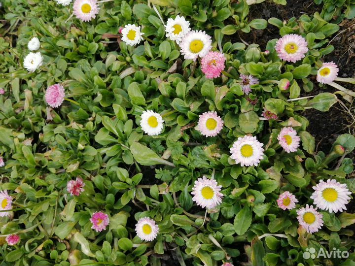 Маргаритки разные