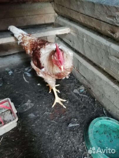 Продаются петухи