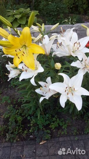 Лилии многолетние