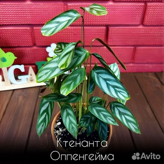 Ктенанта оппенгейма