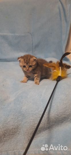 Котята шотланские