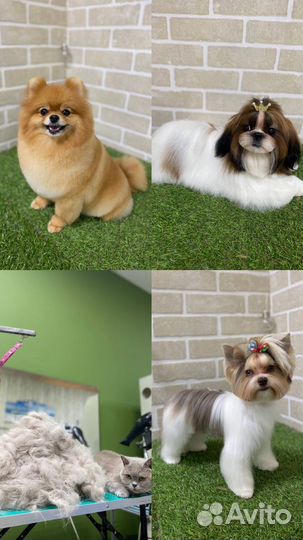 Груминг натухаевская