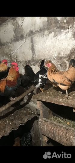 Петушки карликовые, бентамки, корольки