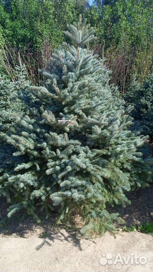 Ель голубая колючая Премиум