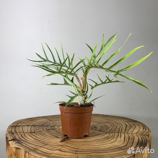 Филодендрон Тортум