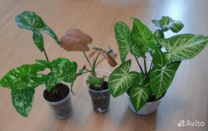 Комнатные цветы Сингониум