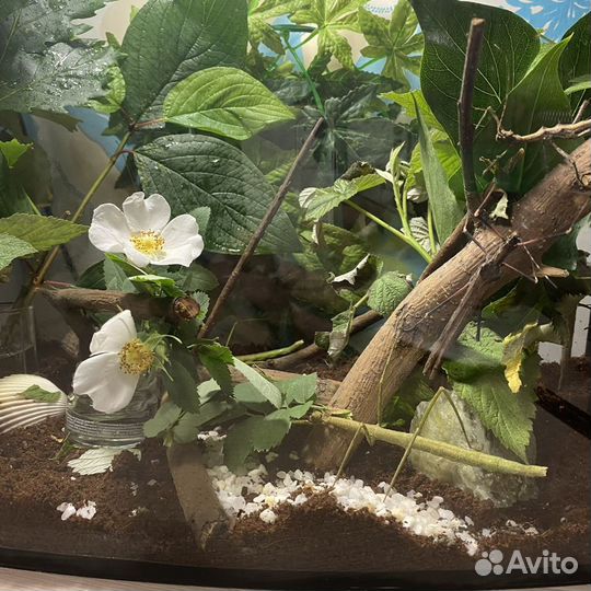 Большой палочник, аннамский палочник с доставкой