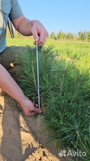 Сеянцы ели европейской окс