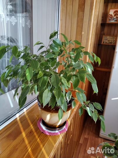 Фикус бенджамина