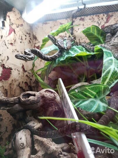 Змея полоз Амурский,high ellow