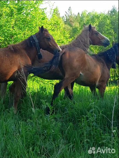 Лошади и жеребцы