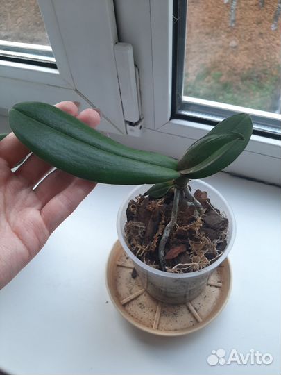 Орхидея фаленопсис детки