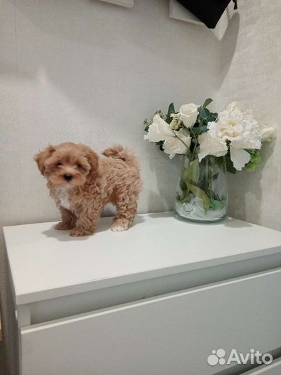 Мальтипу f1 мини стандарт