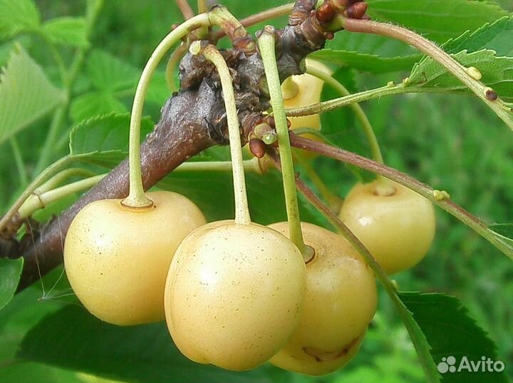 Черенки для прививки