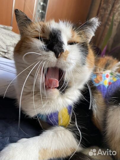 Трехцветная кошка в дар в добрые руки