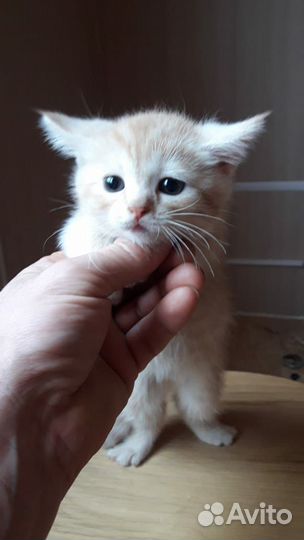 Кошки в добрые руки бесплатно