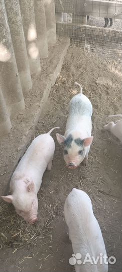 Вьетнамские поросята