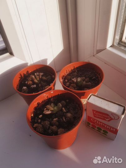 Хавортия трунката купера и хавортия мидоригаме