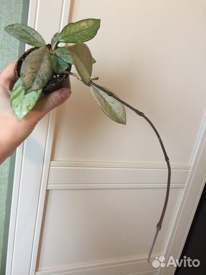 Хойя Danumensis, Wilbur Graves