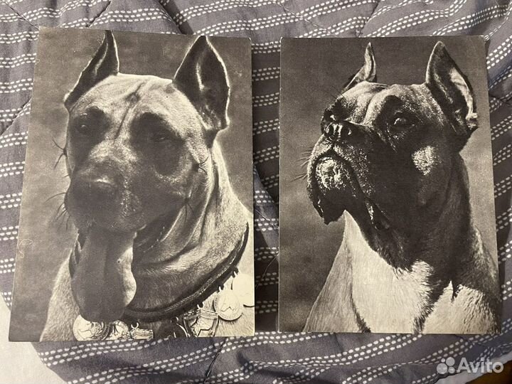 Набор почтовых открыток СССР «Собаки»