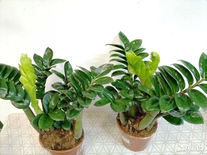 Замиокулькасы разные