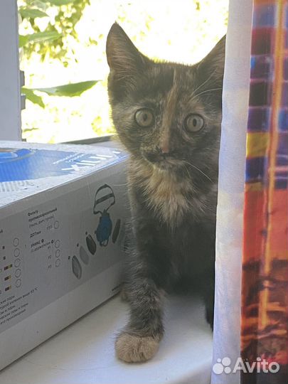 Котята в хорошие руки