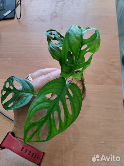 Монстера манки