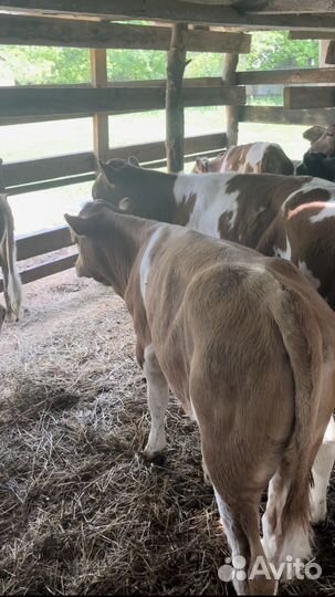 Бычки телочки