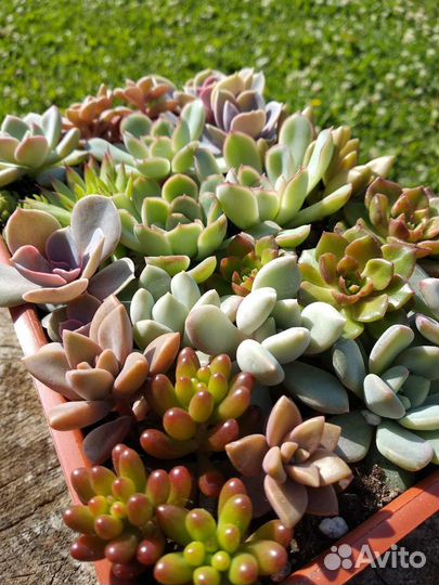 Суккуленты