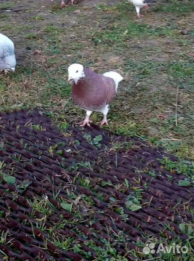 Голуби Пермяки и Николаевский полёт бабочка