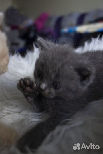 Котята помесь британец шотландец вислоухий