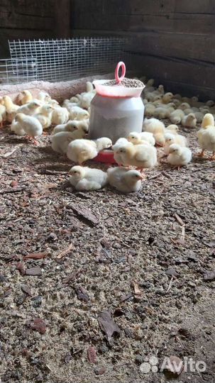 Молодняк птицы