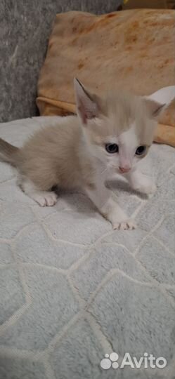 Канадский браш