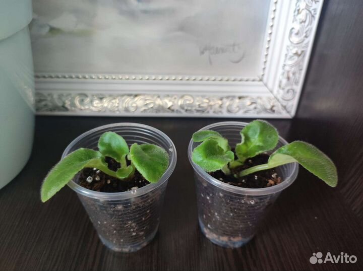 Фиалки редких сортов