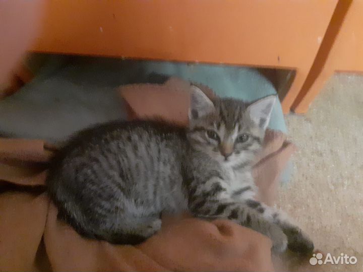 Котенок мальчик в добрые руки приучен к лотку