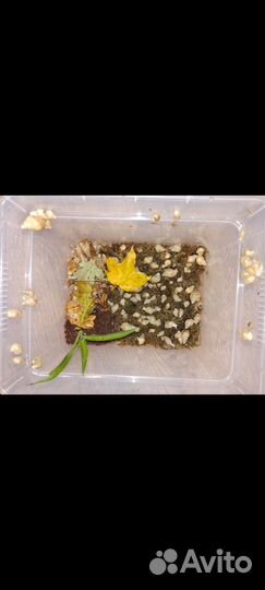 Улитки ахатины фулика родаци альбино